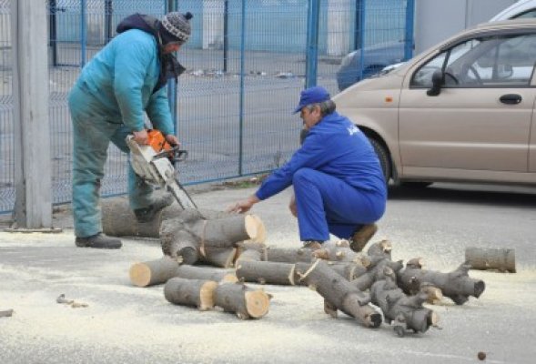 Toaletarea copacilor, încă un ajutor pentru pensionarii constănţeni